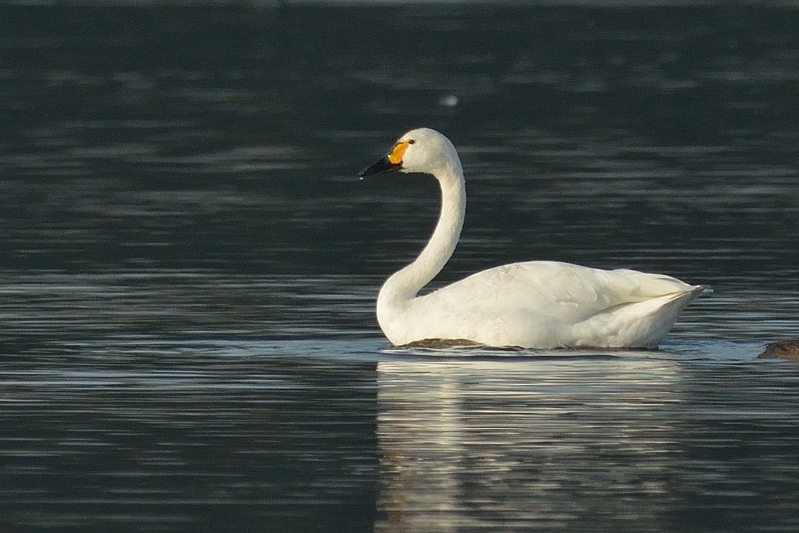 Kleine Zwaan